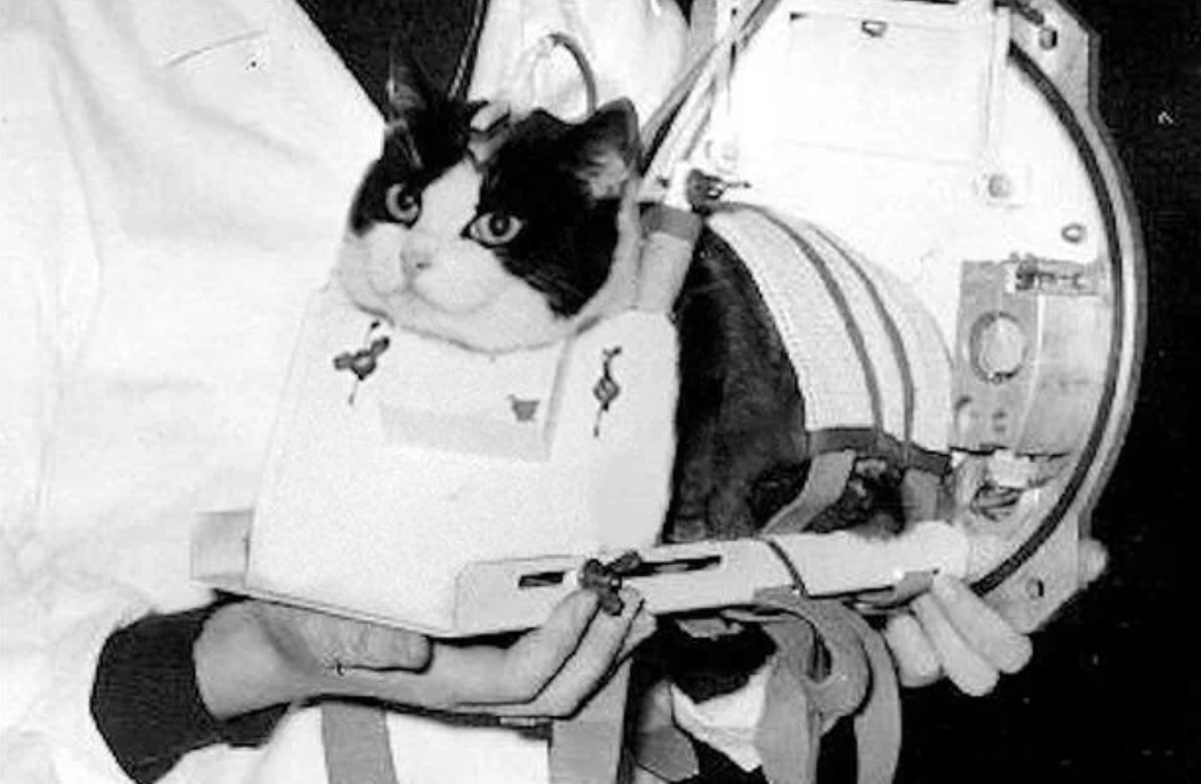 cat that went to space